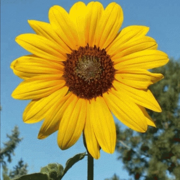 Profile Picture of Laura Eichenmuller (@leichenmuller) on Poshmark