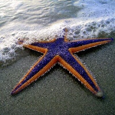 Profile Picture of Lisa Coté (@LadybugLisa09) on Twitter