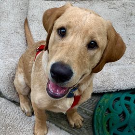 Profile Picture of Sarah Boucher (@sarahboucher123) on Pinterest