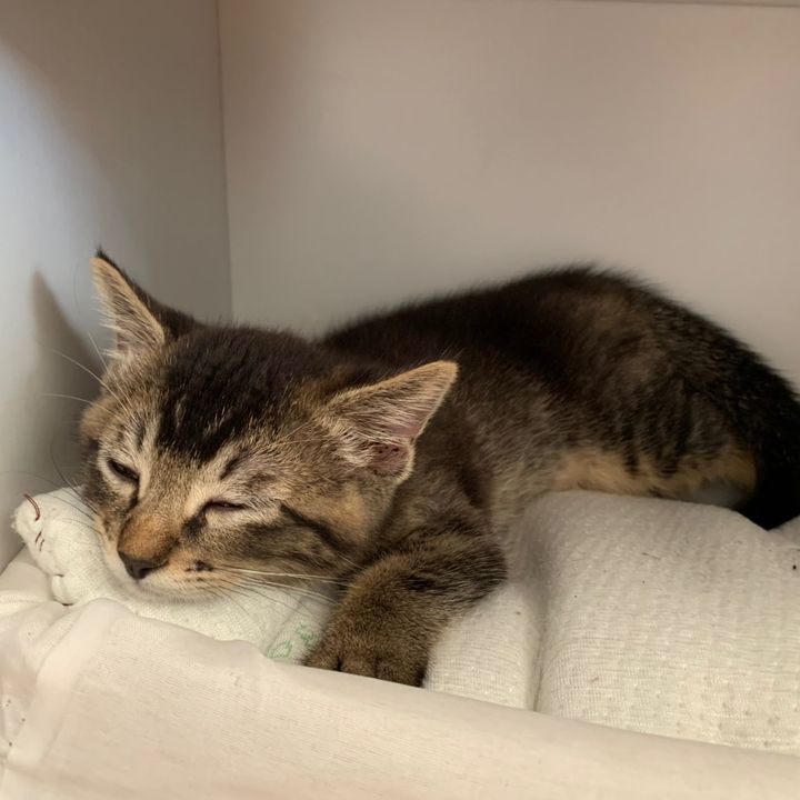 Profile Picture of jacob sommefeld (@jacob.smr) on Tiktok