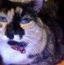 Profile Picture of Kahlua Feibusch (@kahlua.feibusch) on Facebook