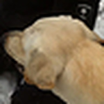 Profile Picture of Connor Stokes (@customclonesinc2011) on Flickr