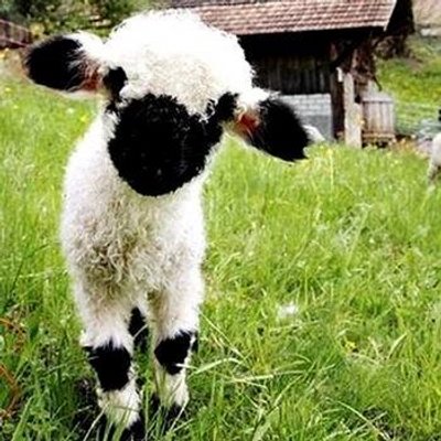 Profile Picture of Tracy March (@Tracy_March) on Twitter