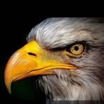 Loron Kalan - Facebook Profile Picture of Loron Kalan (@Loron-Kalan) on Facebook