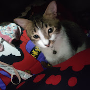 Profile Picture of Ivan So (@ivanso5367) on Youtube