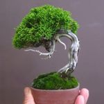 Profile Picture of arnold miguel (@justinaarnold) on Instagram