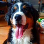 Profile Picture of 𝐃𝐚𝐬𝐳𝐚 𝐁𝐞𝐫𝐧𝐞ń𝐬𝐤𝐢 𝐏𝐢𝐞𝐬 𝐏𝐚𝐬𝐭𝐞𝐫𝐬𝐤𝐢 (@dasza_m_m_l) on Instagram
