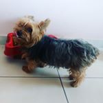 Profile Picture of Ching Ling (@weder.telefone) on Instagram