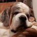 Profile Picture of Tonya Hudson (De Menthon Saint Bernards) (@tonya.hudson.50) on Facebook
