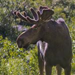 Profile Picture of Kyle & Marie Ciarletta (@ohsnapsbyciarletta) on Instagram