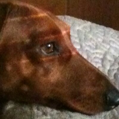 Profile Picture of Julie Stringer (@luv4leggers) on Twitter