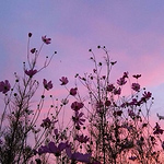 Profile Picture of Lucy Scott (@lucyalternativephotos) on Flickr