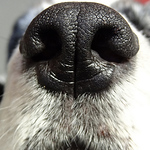 Profile Picture of Karl Schmidt (@strallermann) on Flickr