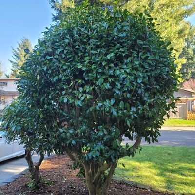 Profile Picture of Wenchao Du (@wenchaodudu) on Twitter