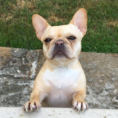 Profile Picture of Michael Deezy (@Michael_Doggett) on Twitter