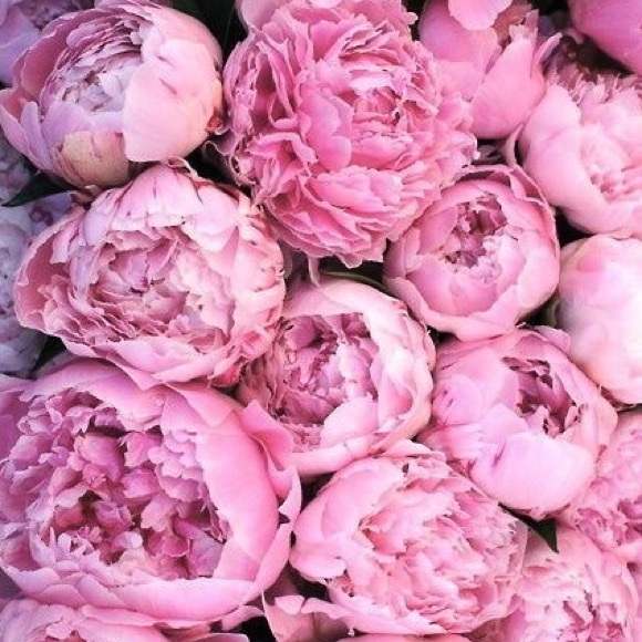 Profile Picture of Amanda Morgan (@amorgan4283) on Poshmark