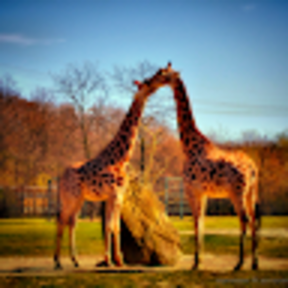 Profile Picture of Kristen Hensel (@krisr0417) on Poshmark