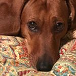 Profile Picture of Kelli Vickers (@vkellers) on Instagram