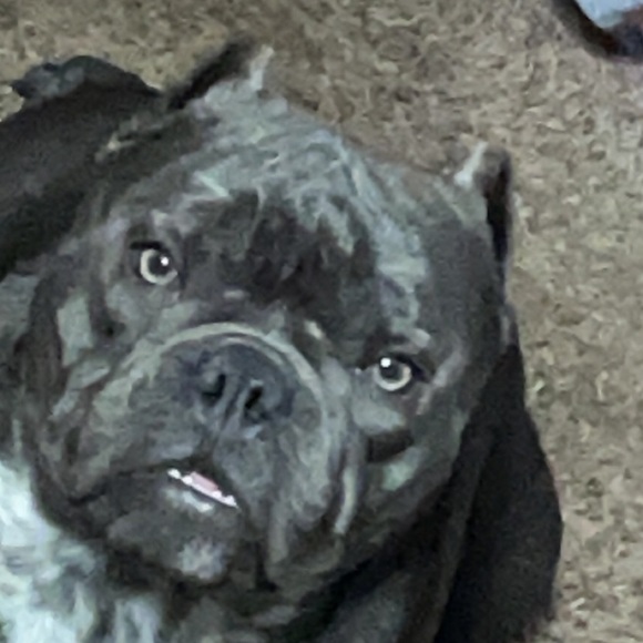 Profile Picture of Candice Campos (@candicecampos) on Poshmark