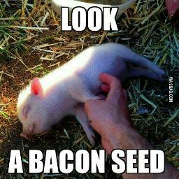 Profile Picture of Kevin Gauvin (@BaconSeed12) on Twitter