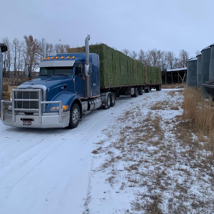 Profile Picture of Robert Ford (@blueolive777) on Tiktok