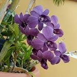 Profile Picture of Basilia Gonzalez (@basilia_gonzalez) on Instagram