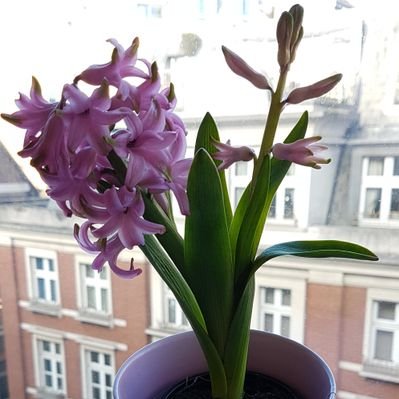 Profile Picture of Fred The Plant (@plant_fred) on Twitter