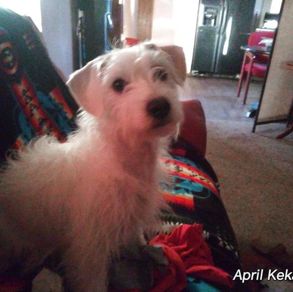 Profile Picture of April Kekahuna (@aprilkahuna) on Poshmark