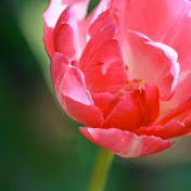 Profile Picture of Janet Mathes (@janetmathes7024) on Youtube