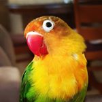 Profile Picture of lucy (@lucy__parrot) on Instagram