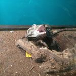 Profile Picture of Steve The Frilled Dragon (@lizard.dragon_steve) on Instagram