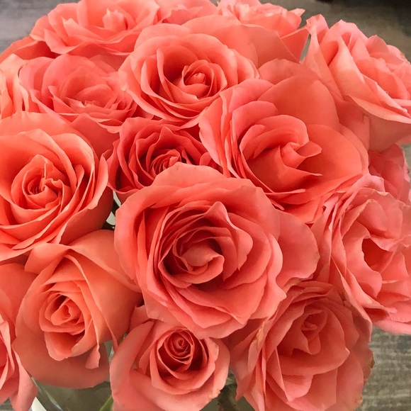 Profile Picture of Ashley Shammas (@ashleyshammas) on Poshmark