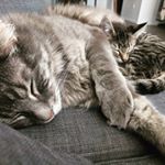 Profile Picture of kitty-stephens-Rosie (@kittystephens_rosie) on Instagram