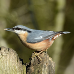 Profile Photo of John Moon (@moonnuthatch) on Flickr