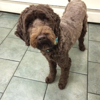 Profile Picture of Lisa Corsetti (@lisa.corsetti) on Instagram