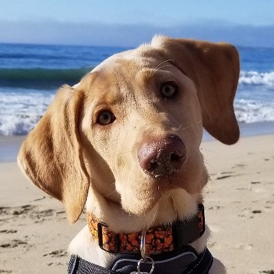 Profile Picture of Lucien‏ (@LPGhatguy) on Twitter