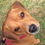 Profile Picture of Bobby Dunn (@bobbythebeaglestaffy) on Instagram