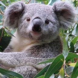 Profile Picture of Noel Plumb (@MyForestKoalas) on Twitter