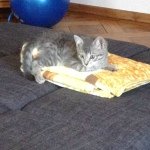 Profile Picture of Pauline Trautmann (@pausalo99) on Instagram