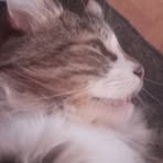 Profile Picture of Tiina Lappalainen (@Tiina-Lappalainen) on Facebook