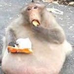 Profile Picture of Joseph Butland (@obamas_second_cousin) on Instagram