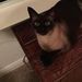 Profile Picture of LeAnne Jinks (@rajun_cajun1982) on Pinterest