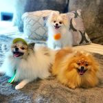Profile Picture of Lana, Simon e Kylie (@lanasimonpoms) on Instagram