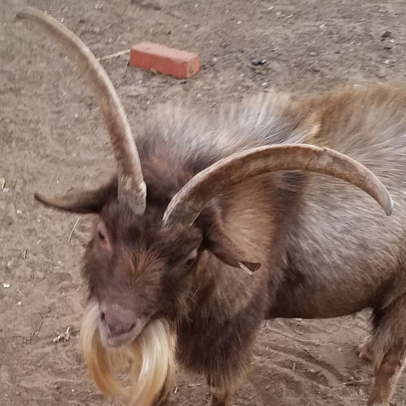 Profile Picture of Rick Lidberg (@goatboy952) on Poshmark