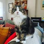 Profile Picture of Amanda Genis (@amanda.genis.1) on Instagram