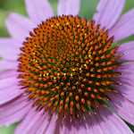 Profile Picture of Connor Reynolds (@connorwr) on Flickr