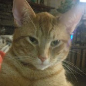 Profile Picture of Shawn Bowden (@shawnbowden4312) on Youtube