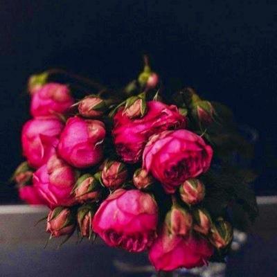 Profile Picture of Andrea Perez (@andibest) on Twitter