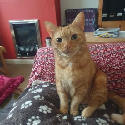 Profile Picture of Janet Wise (@JCW3262) on Twitter