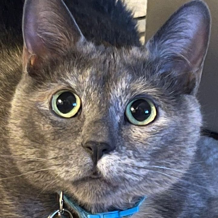 Adam Vacca - Tiktok Profile Picture of Adam Vacca (@adamvacca) on Tiktok